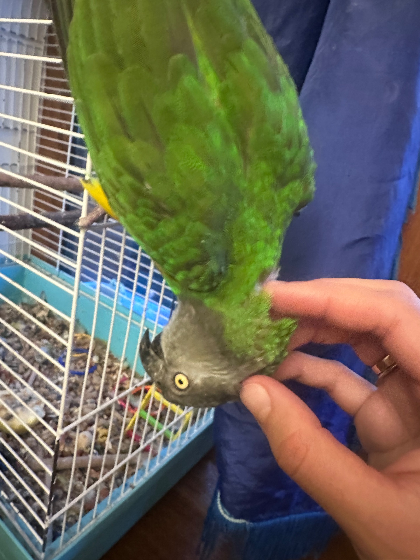 Сенегальський папуга