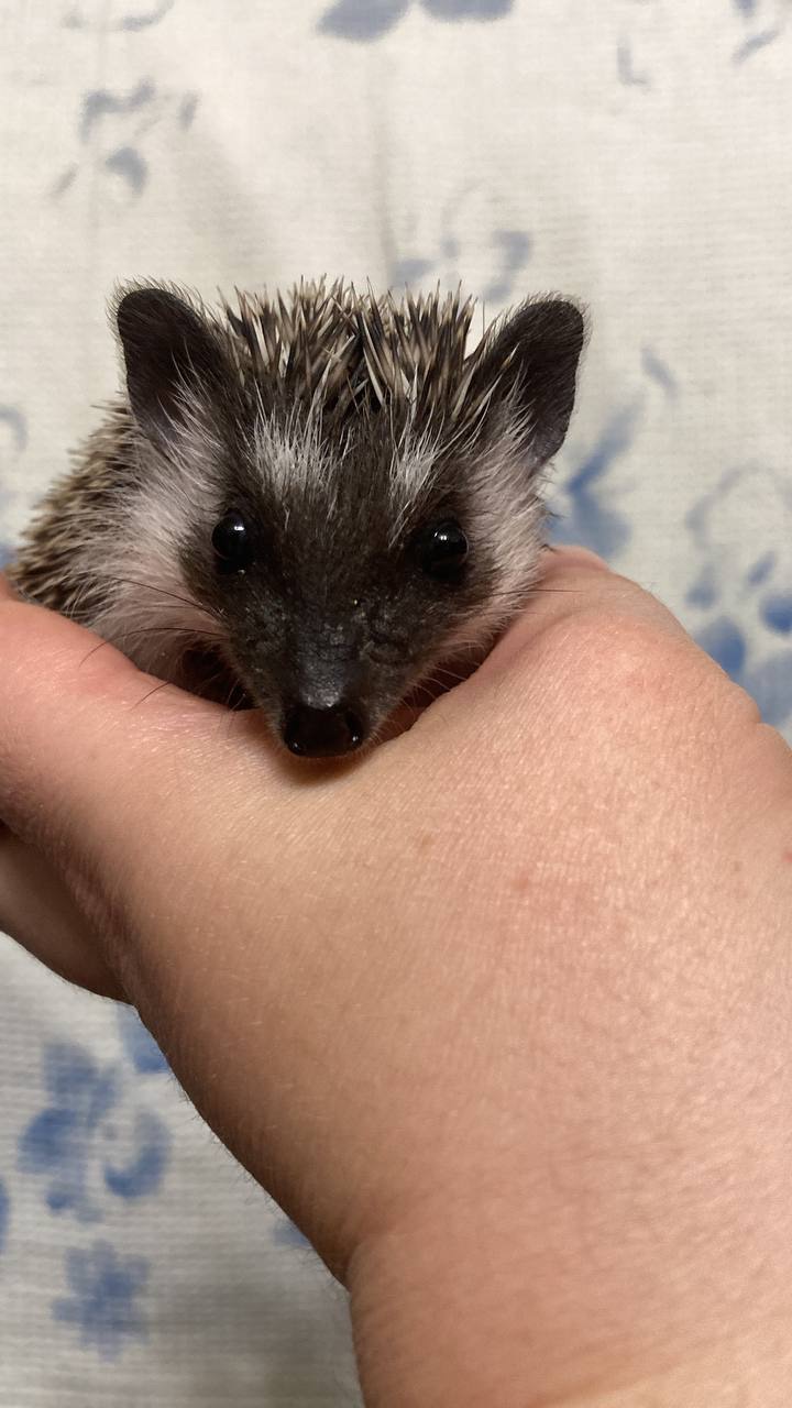 Африканський карликовий їжачок. Самичка