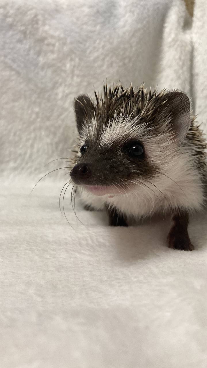 Африканський карликовий їжачок. Самець