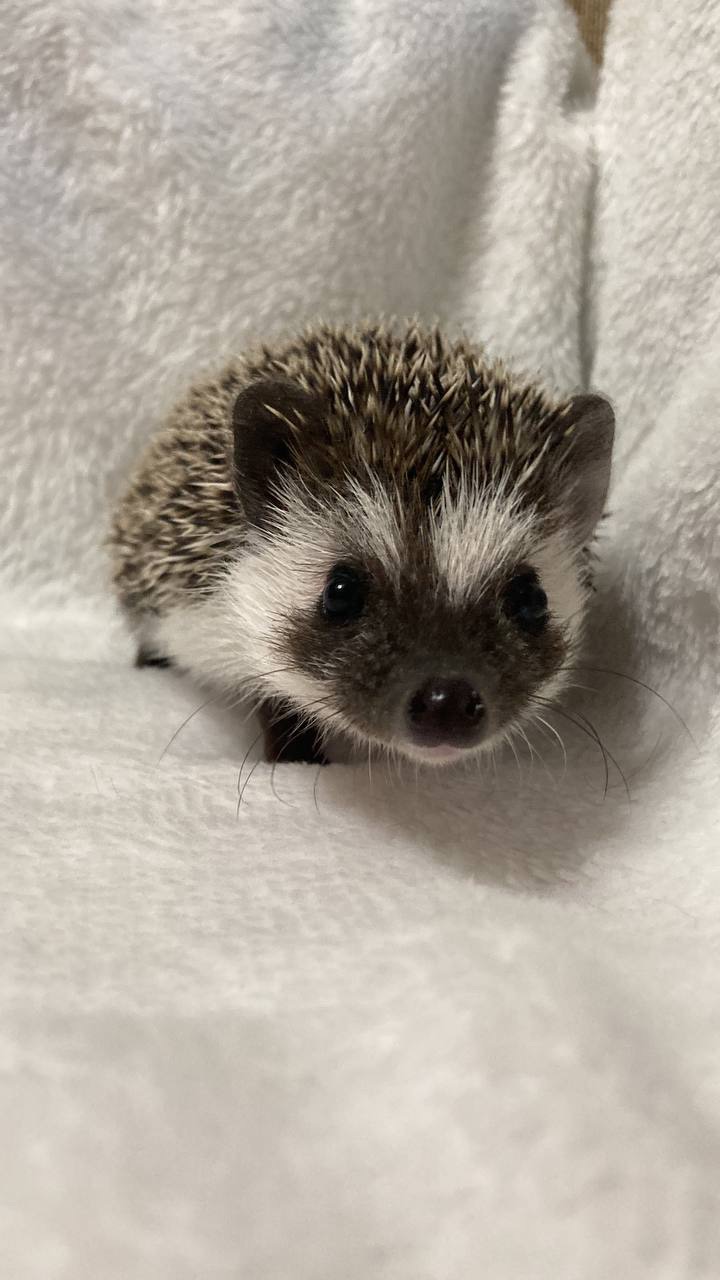 Африканський карликовий їжачок. Самець