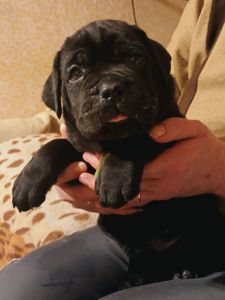 цуценята кане корсо