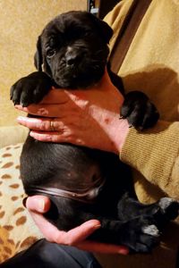 цуценята кане корсо