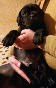 цуценята кане корсо