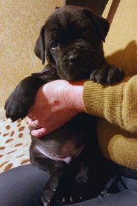 цуценята кане корсо