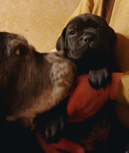 цуценята кане корсо