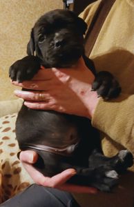 цуценята кане корсо