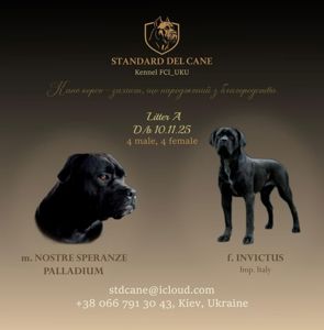 цуценята кане корсо