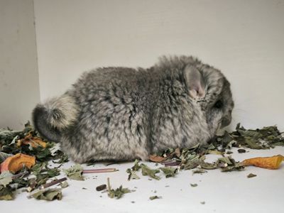 Шиншила Королівська Персидська Ангора, самка