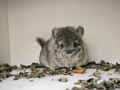 Шиншила Королівська Персидська Ангора, самка