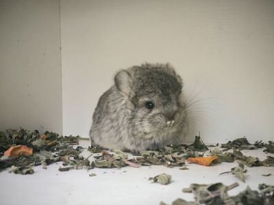 Шиншила Королівська Персидська Ангора, самка