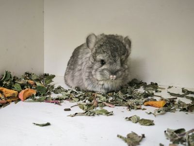 Шиншила Королівська Персидська Ангора, самка