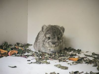 Шиншила Королівська Персидська Ангора, самка