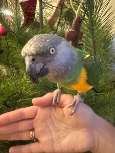 Сенегальський папуга