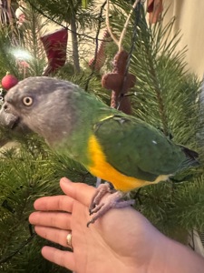 Сенегальський папуга