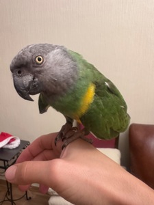 Сенегальський папуга