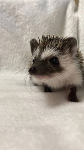 Африканський карликовий їжачок. Самець