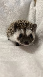 Африканський карликовий їжачок. Самець