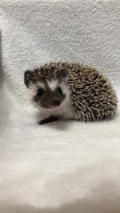 Африканський карликовий їжачок. Самець