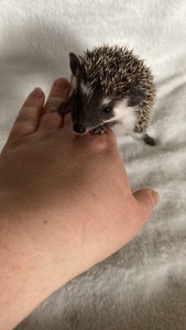 Африканський карликовий їжачок. Самичка