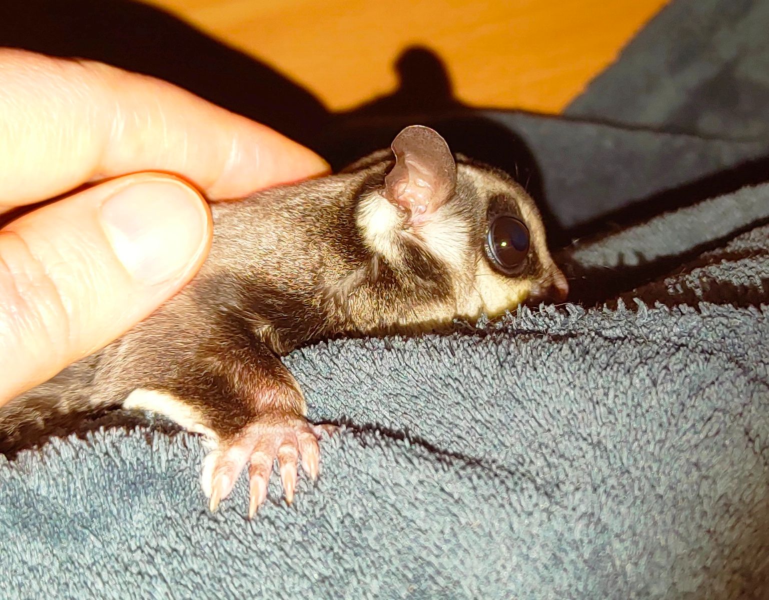 Цукровий поссум, Сумчаста летяга