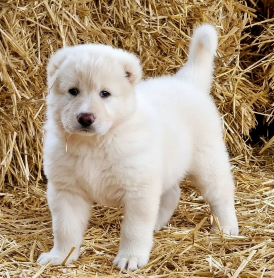 Унікальні білі цуценята кавказької вівчарки розплідник Star Escort