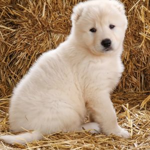 Унікальні білі цуценята кавказької вівчарки розплідник Star Escort