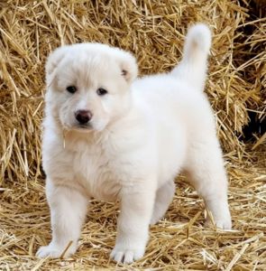 Унікальні білі цуценята кавказької вівчарки розплідник Star Escort