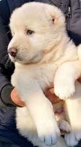 Унікальні білі цуценята кавказької вівчарки розплідник Star Escort