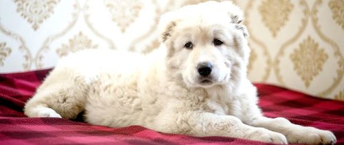 Унікальні білі цуценята кавказької вівчарки розплідник Star Escort