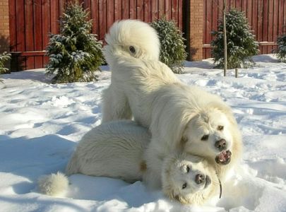 Унікальні білі цуценята кавказької вівчарки розплідник Star Escort