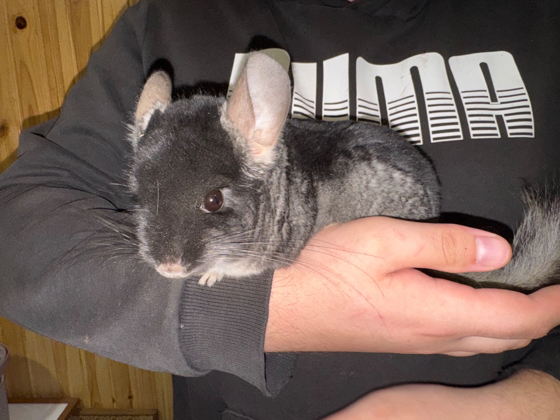 Продам пару шиншил