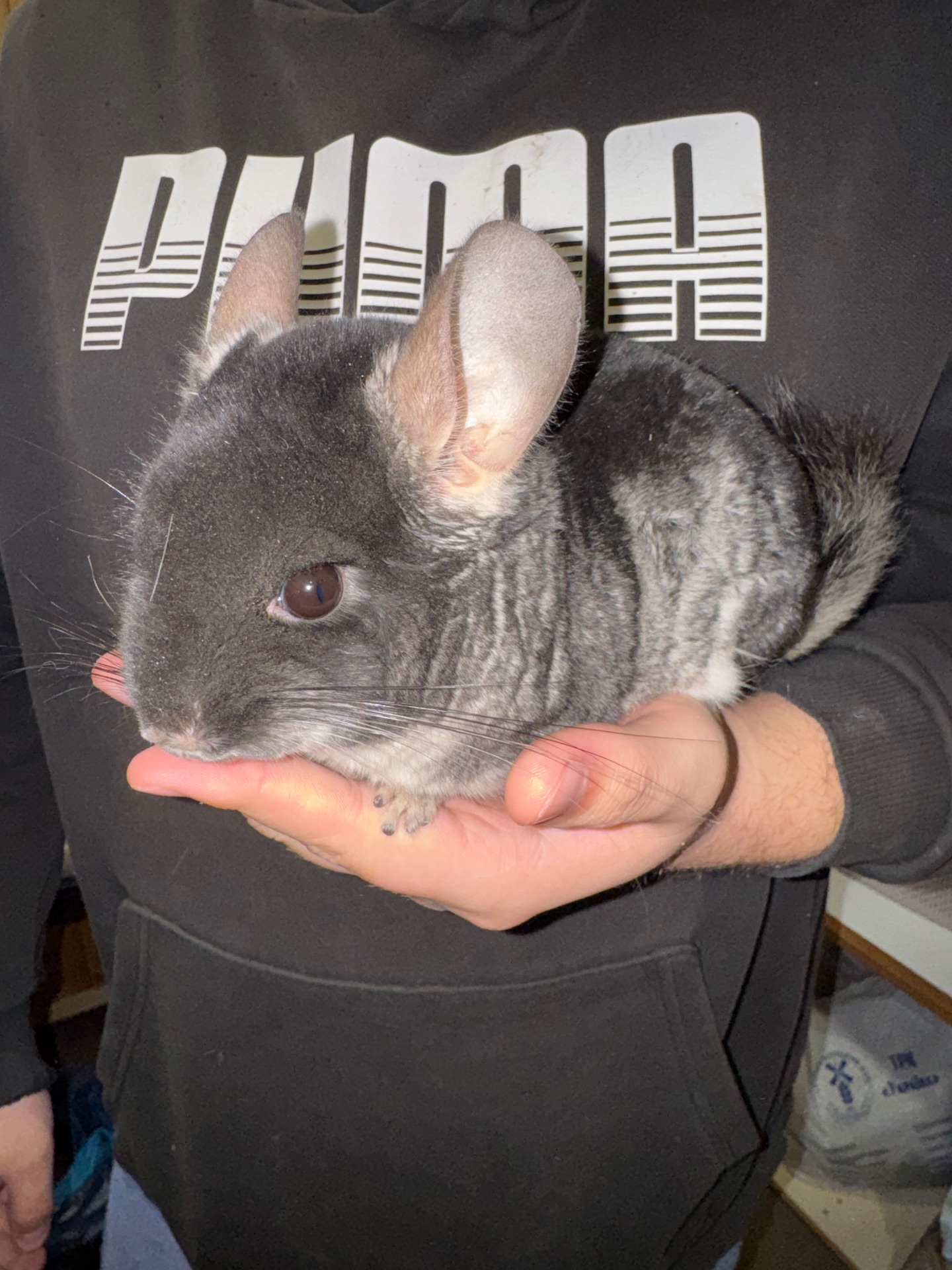 Продам пару шиншил