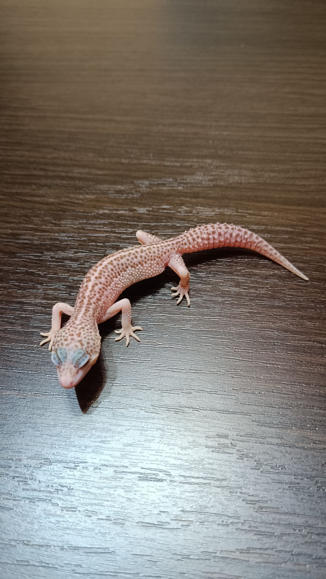 Эублефар Леопардовый геккон