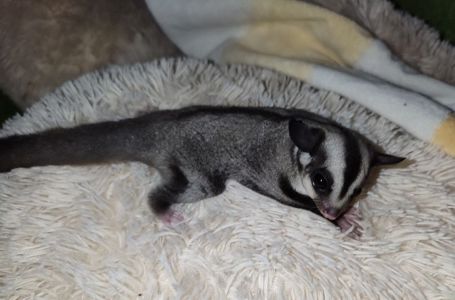 Цукровий поссум, Сумчаста летяга