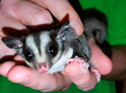 Цукровий поссум, Сумчаста летяга