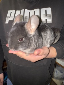 Продам пару шиншил