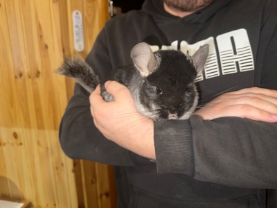 Продам пару шиншил