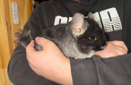 Продам пару шиншил