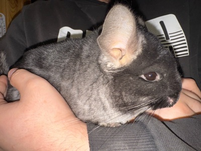 Продам пару шиншил