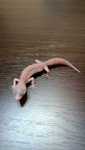 Эублефар Леопардовый геккон