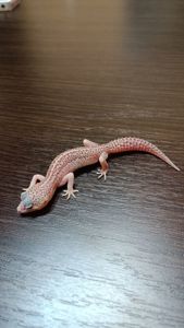 Эублефар Леопардовый геккон