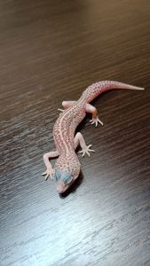 Эублефар Леопардовый геккон