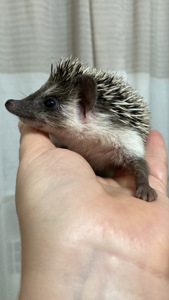 Їжак карликовий африканський ежик