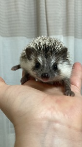 Їжак карликовий африканський ежик