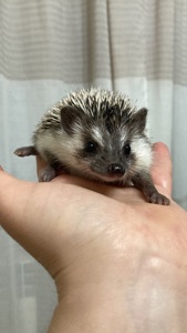 Їжак карликовий африканський ежик