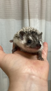 Їжак карликовий африканський ежик