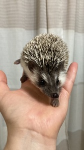 Їжак карликовий африканський ежик