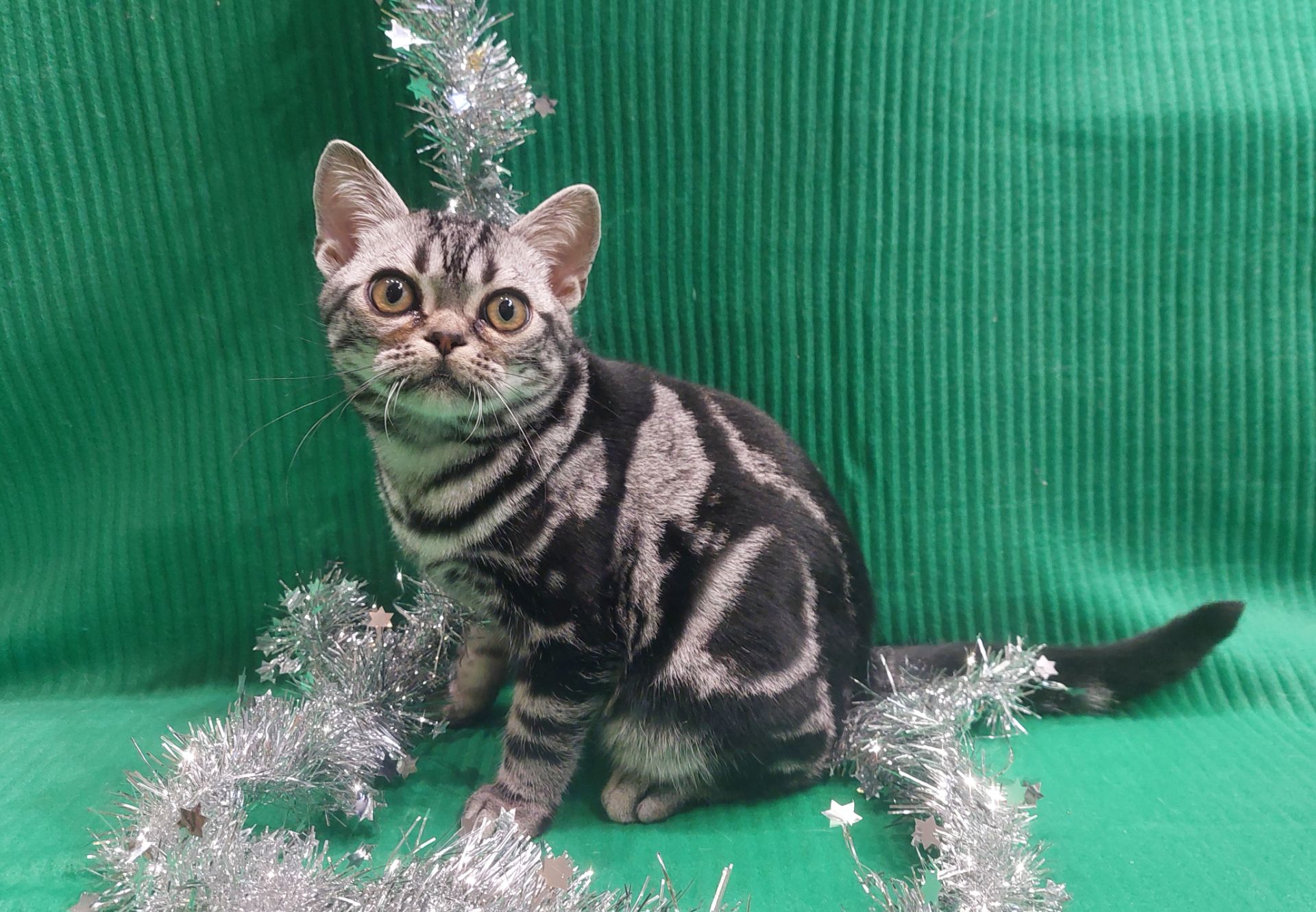 ДО НОВОРІЧНИХ свят знижки на Американских короткошерстних кошенят