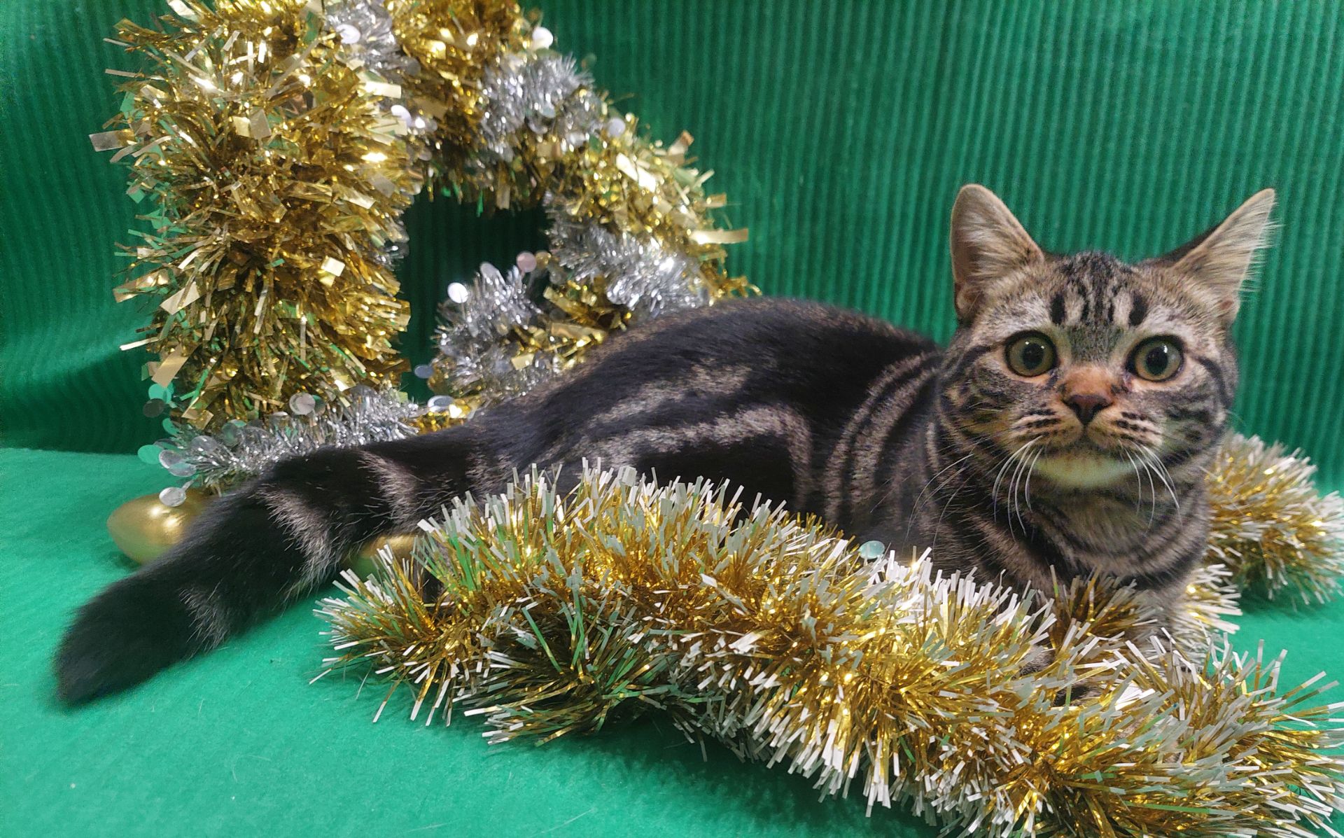 ДО НОВОРІЧНИХ свят знижки на Американских короткошерстних кошенят