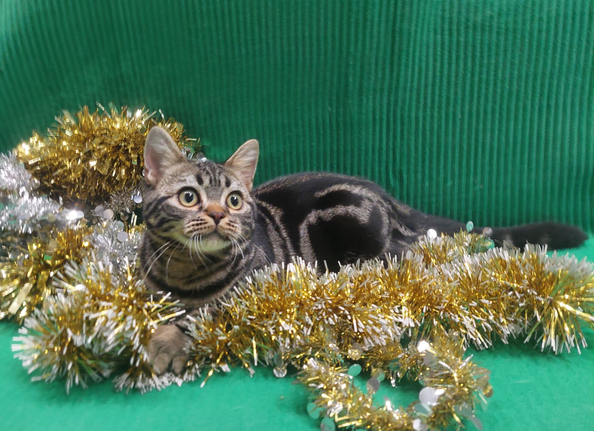 ДО НОВОРІЧНИХ свят знижки на Американских короткошерстних кошенят